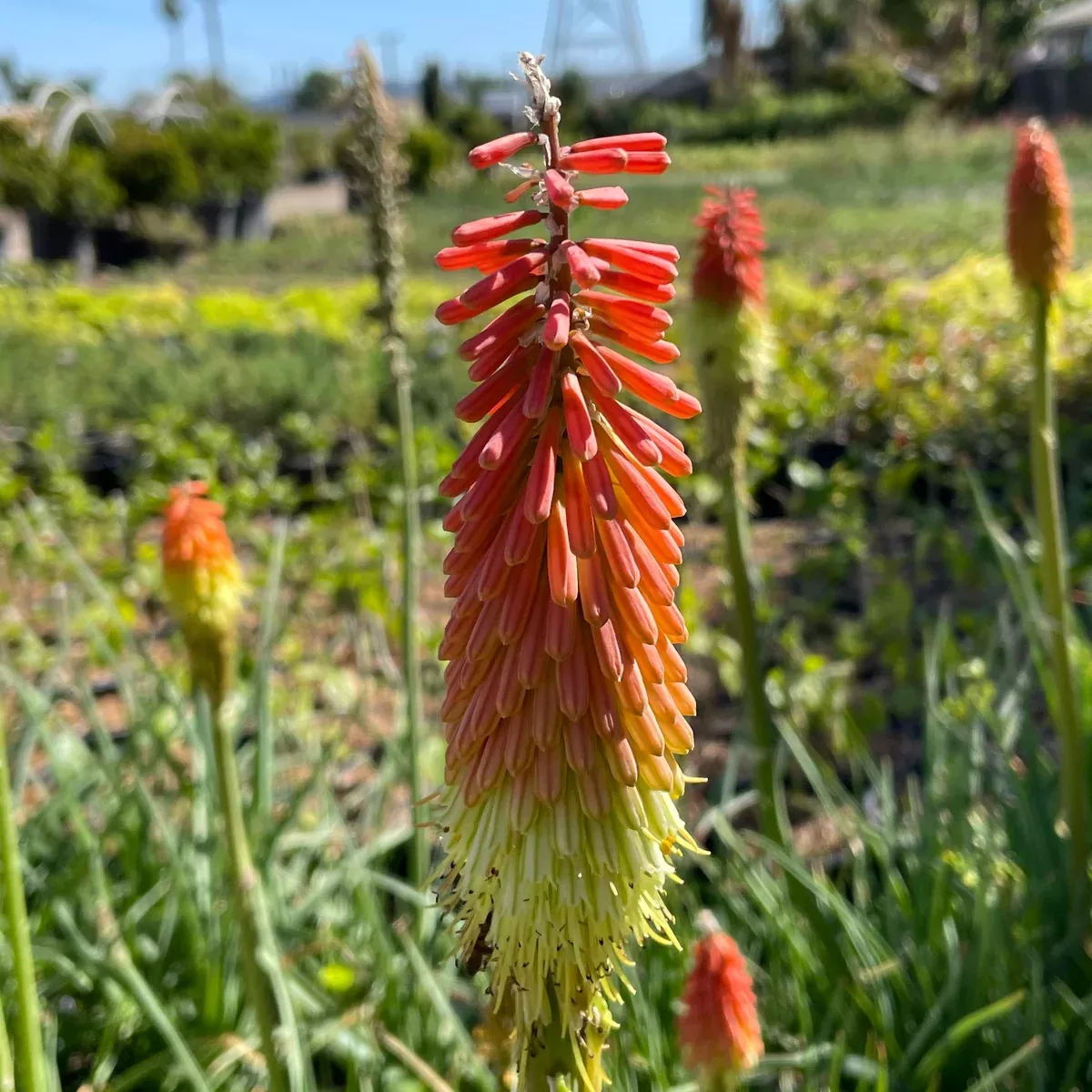Red Hot Poker