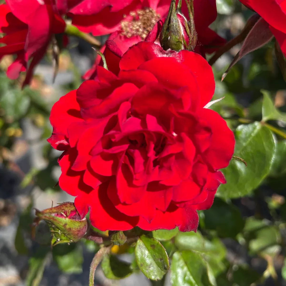 Red Iceberg Rose Tree