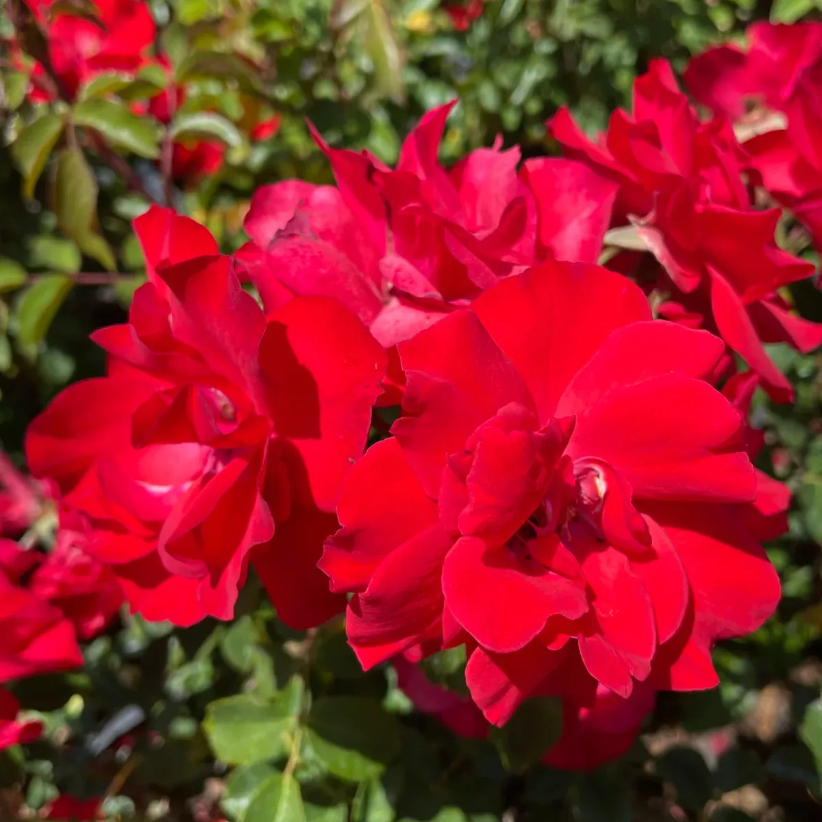 Red Iceberg Rose