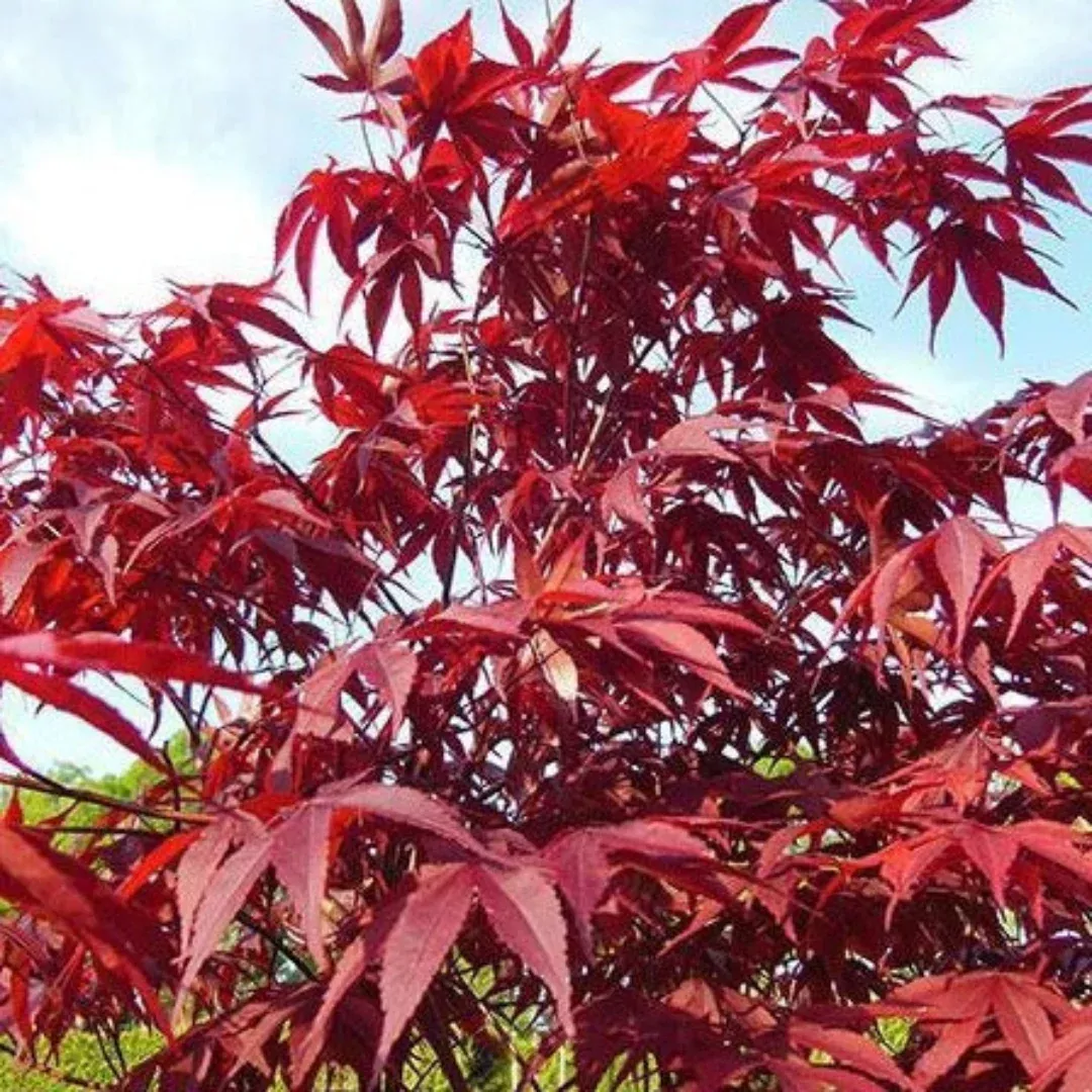 Red Japanese Maple