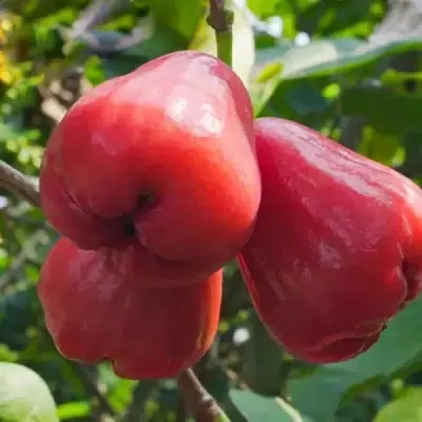 Red Jumbo Wax Apple