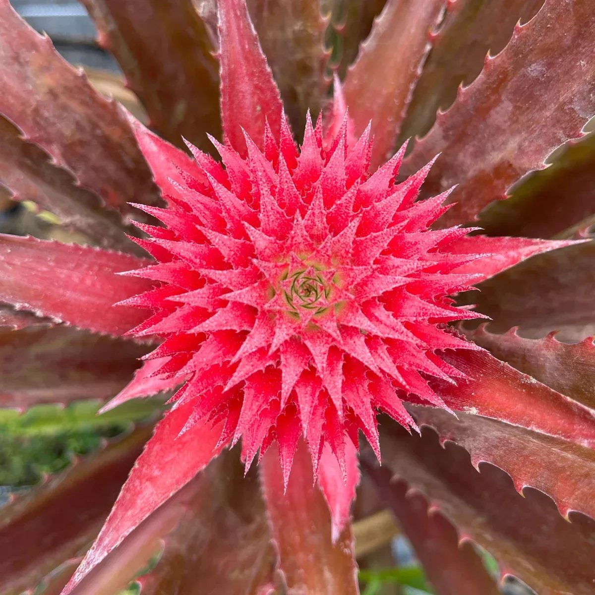Red Jungle Pineapple Plant