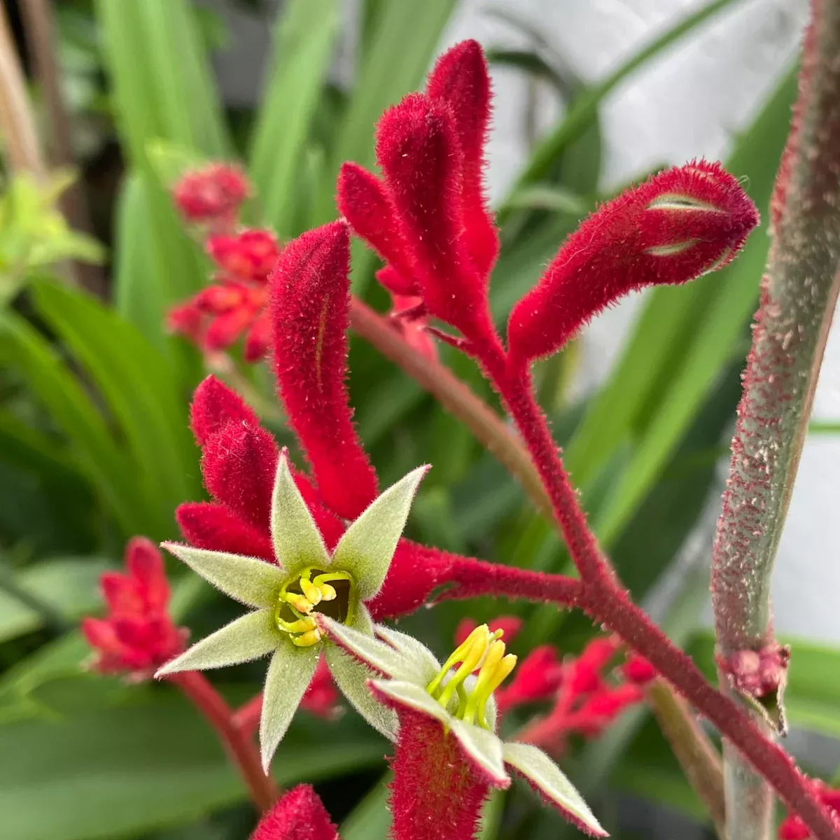 Red Kangaroo Paw