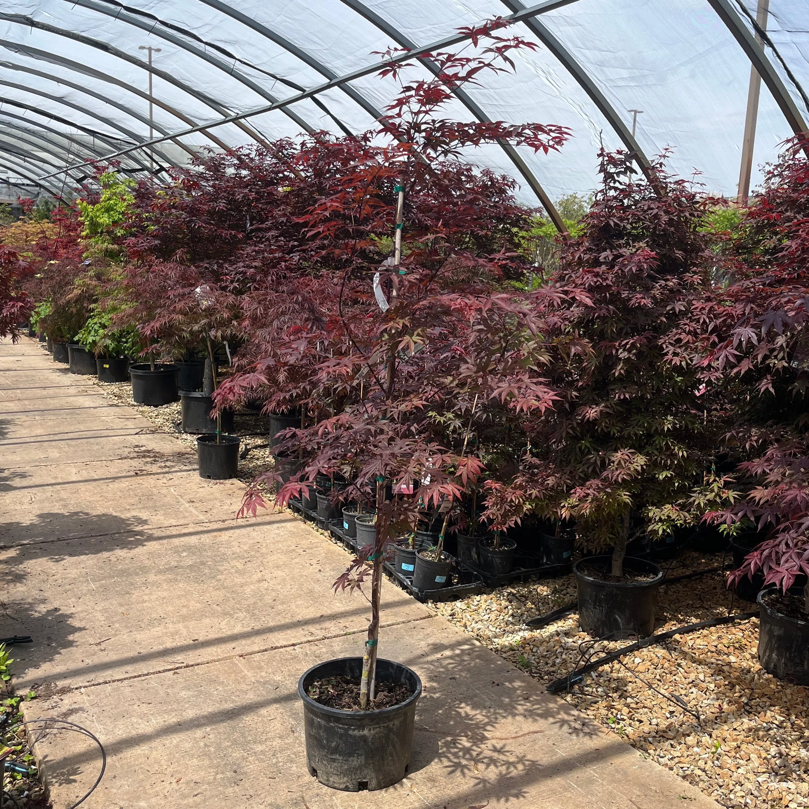 Red Laceleaf Japanese Maple - Acer palmatum 'Dissectum Red Select' - 6 Gallon Potted Tree