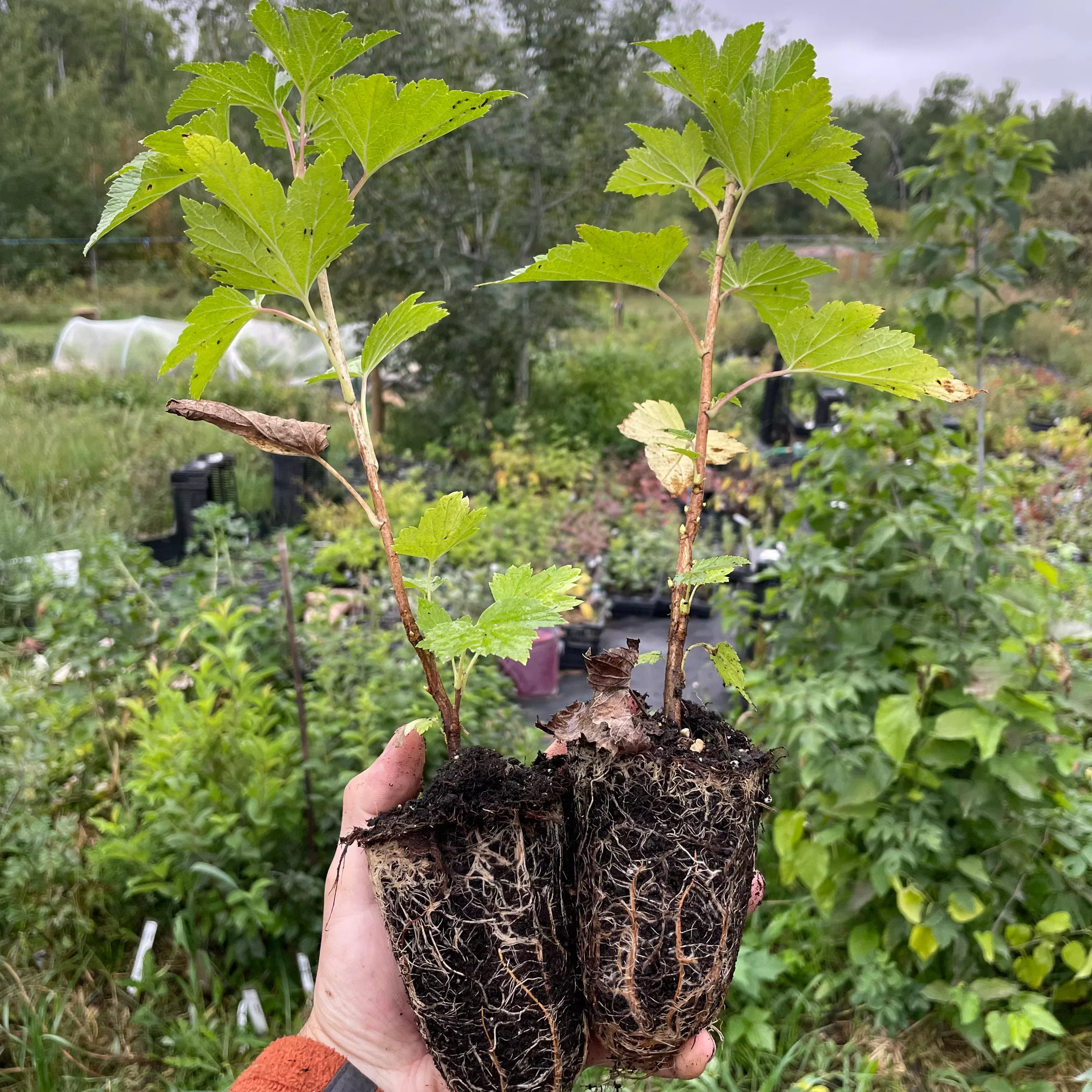 Red Lake Currant (Ribes rubrum ‘Red Lake’)