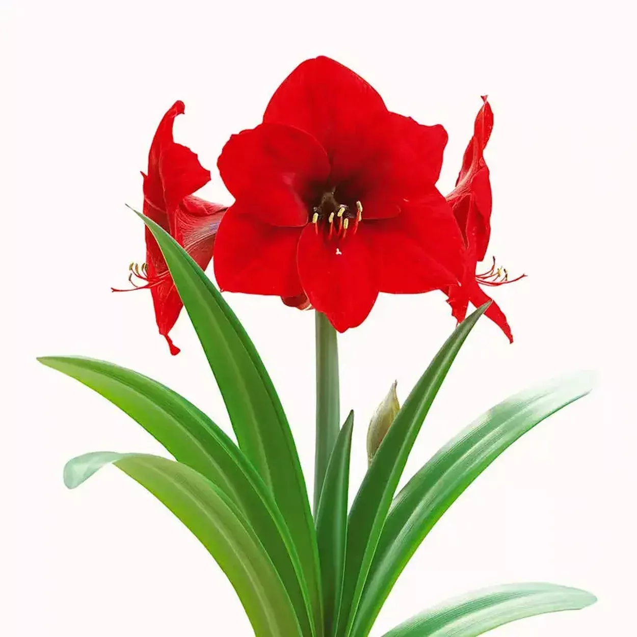 Red Lion Amaryllis Bulb
