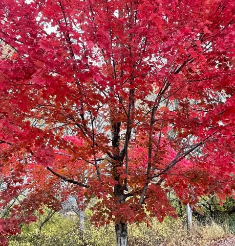 Red Maple Seeds
