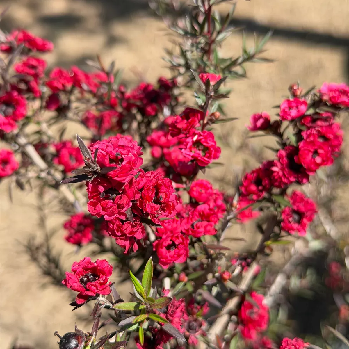 Red New Zealand Tea Tree