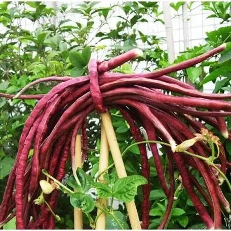 Red Noodle Yard Long Beans, Kurosanjaku, Vigna unguiculata, Asparagus Bean VI0325