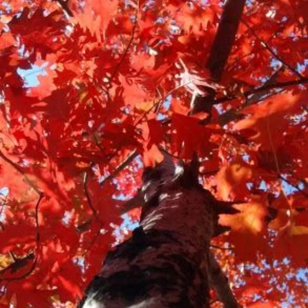 Red Oak Tree