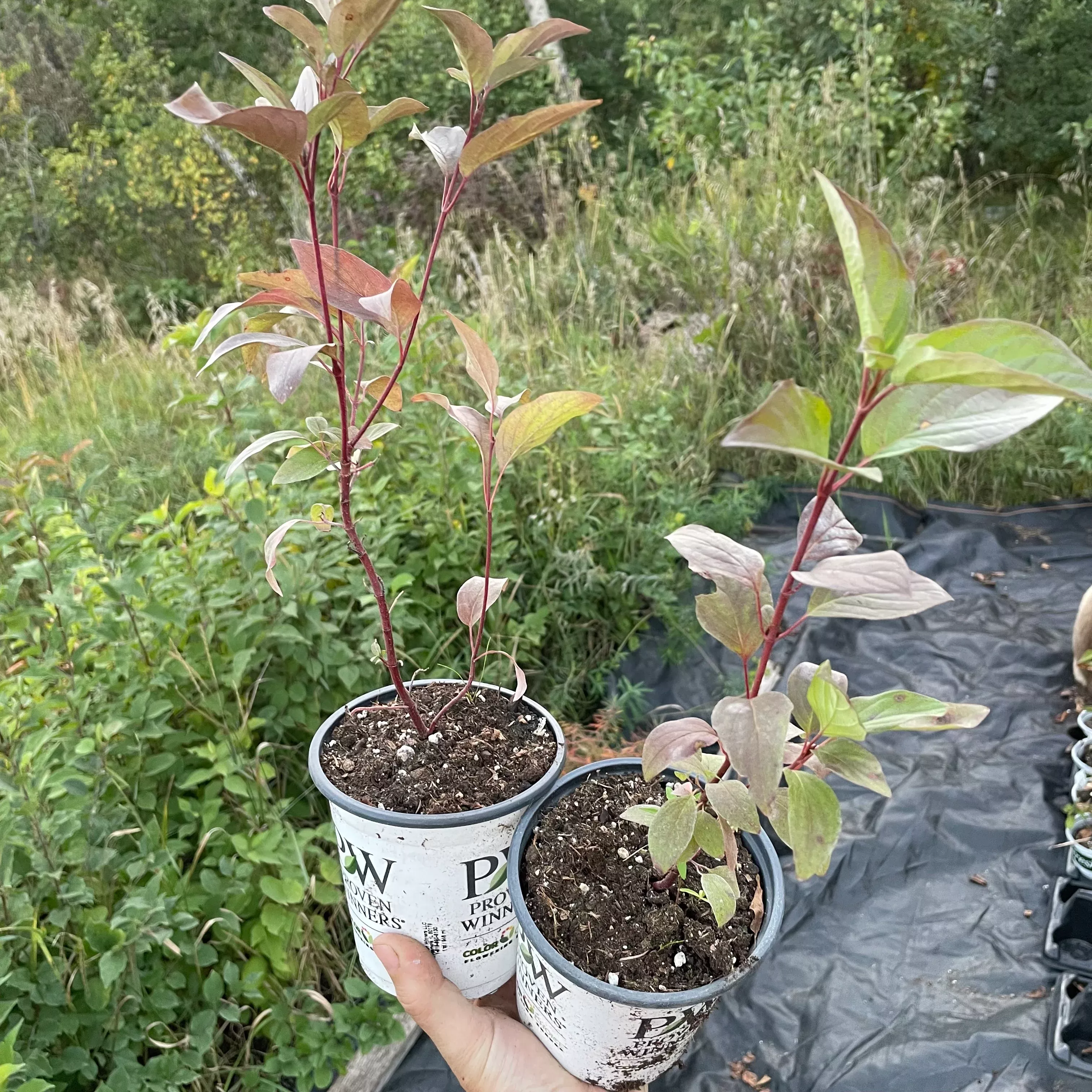 Red Osier Dogwood (Cornus sericea)