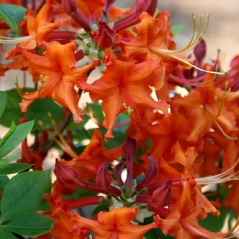 Red Pepper Rhododendron Native Azalea