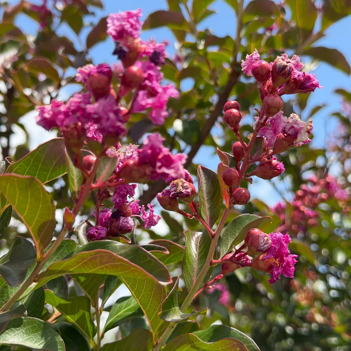 Red-Pink Crape Myrtle