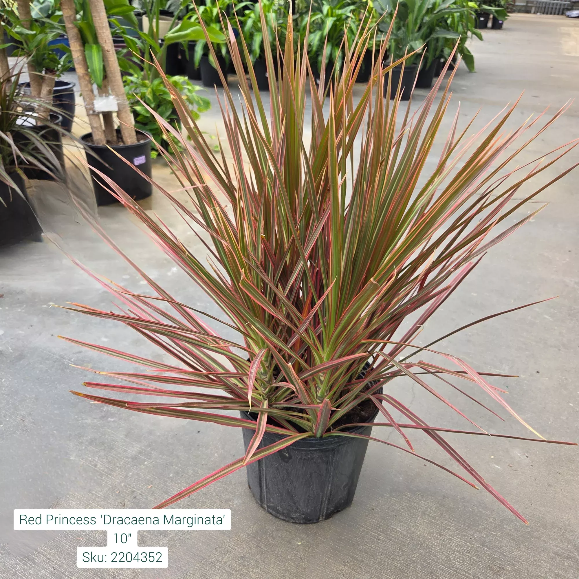 Red Princess - Dracaena marginata - 10" Potted Houseplant