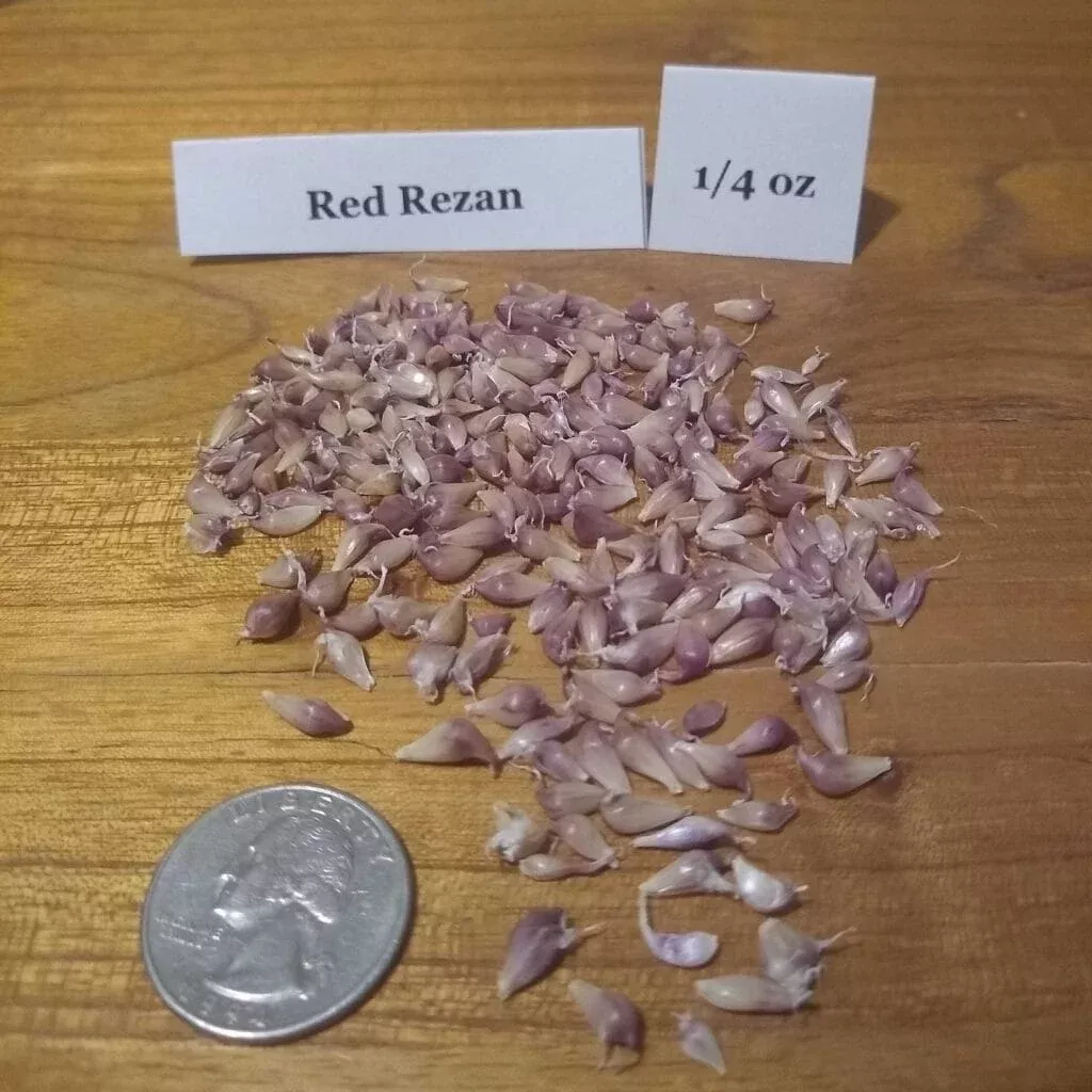 Red Rezan
