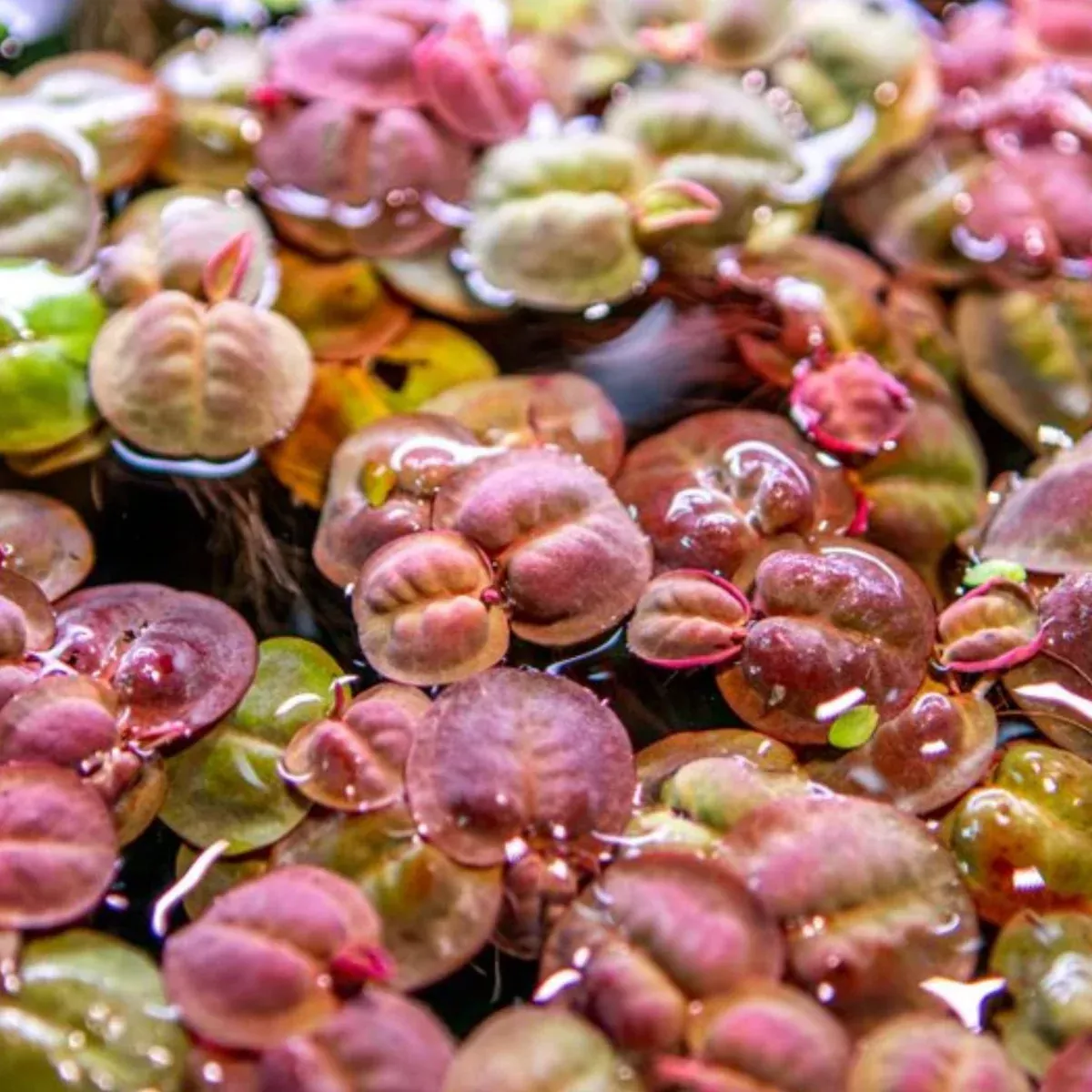 Red Root Floaters (Phyllanthus fluitans) – 5-10 Live Floating Plants for Aquariums, Ponds, and Water Features