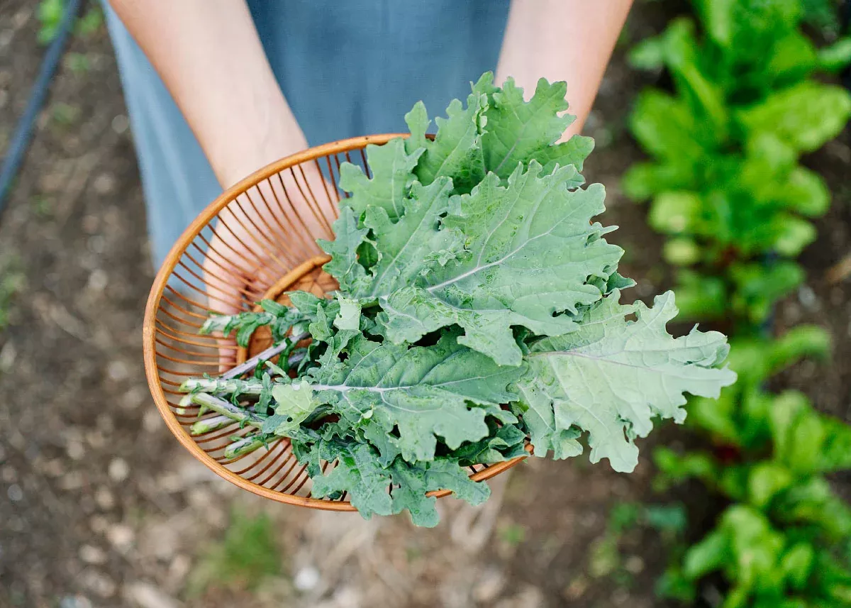 Red Russian - Organic Kale Seeds