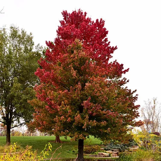 Red Sunset Red Maple - Acer rubrum 'Franksred' - Ball & Burlap Tree (Multiple Sizes)