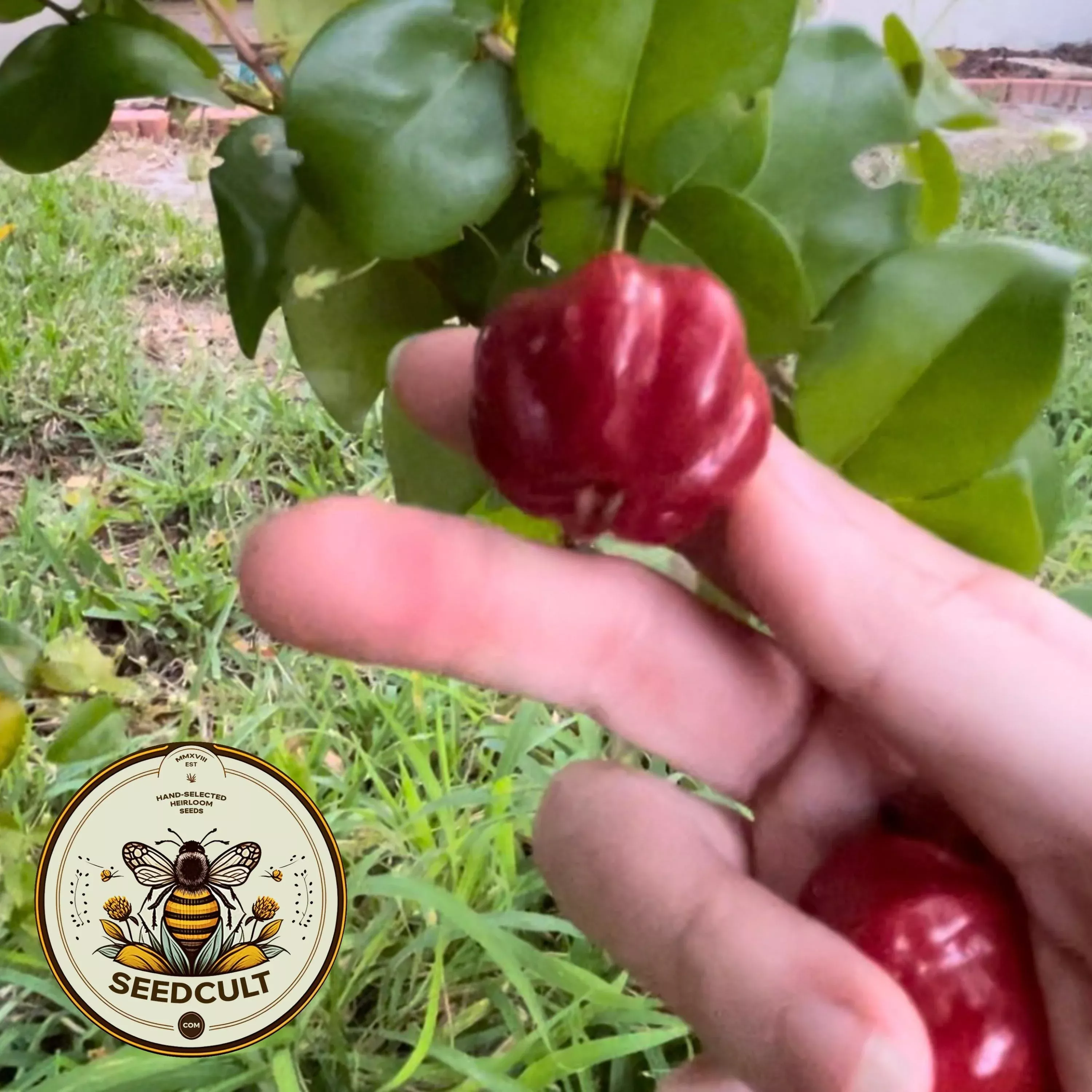 Red Surinam Cherry Seeds, Tropical Cherry Shrub, Tree, Eugenia Uniflora, EG5010