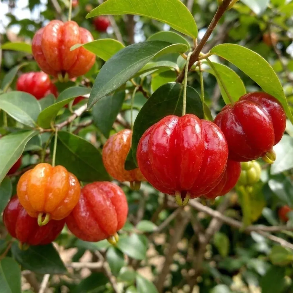 Red Surinam Cherry