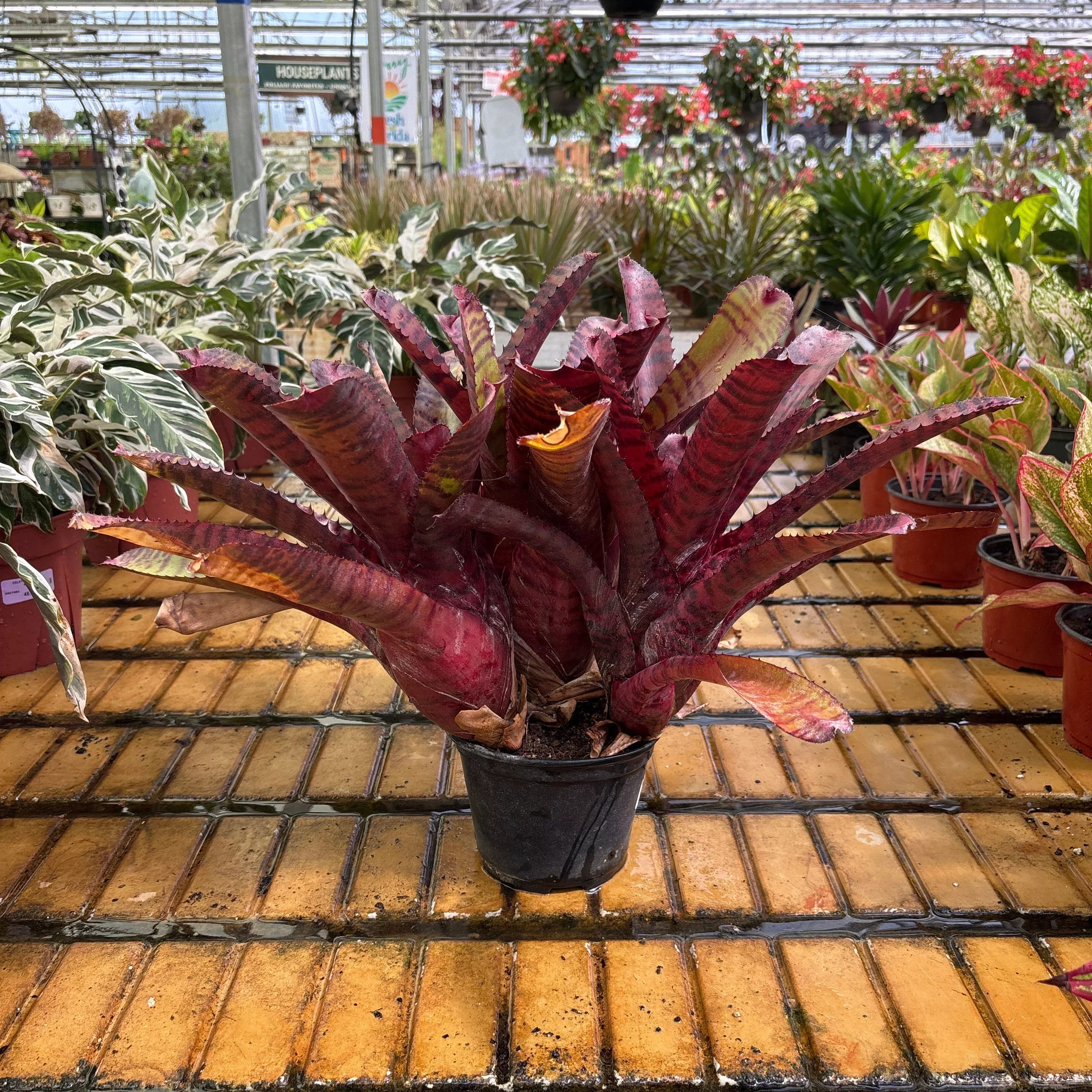 Red Tiger Bromeliad - Neoregelia sp - 6" Potted Houseplant