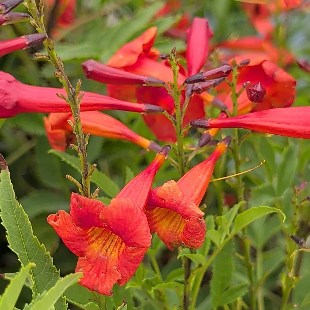 Red Trumpet Flower