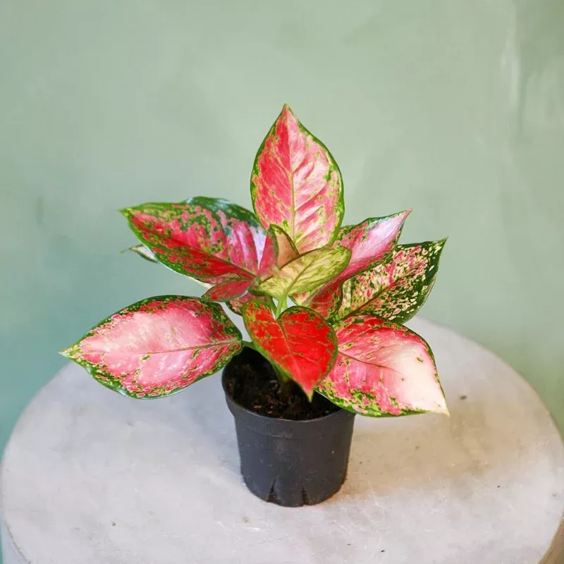 Red Valentine Aglaonema Plant Plug (Aglaonema 'Red Valentine') – Striking Pink-Red Speckled Leaves for Low-Light Indoors.