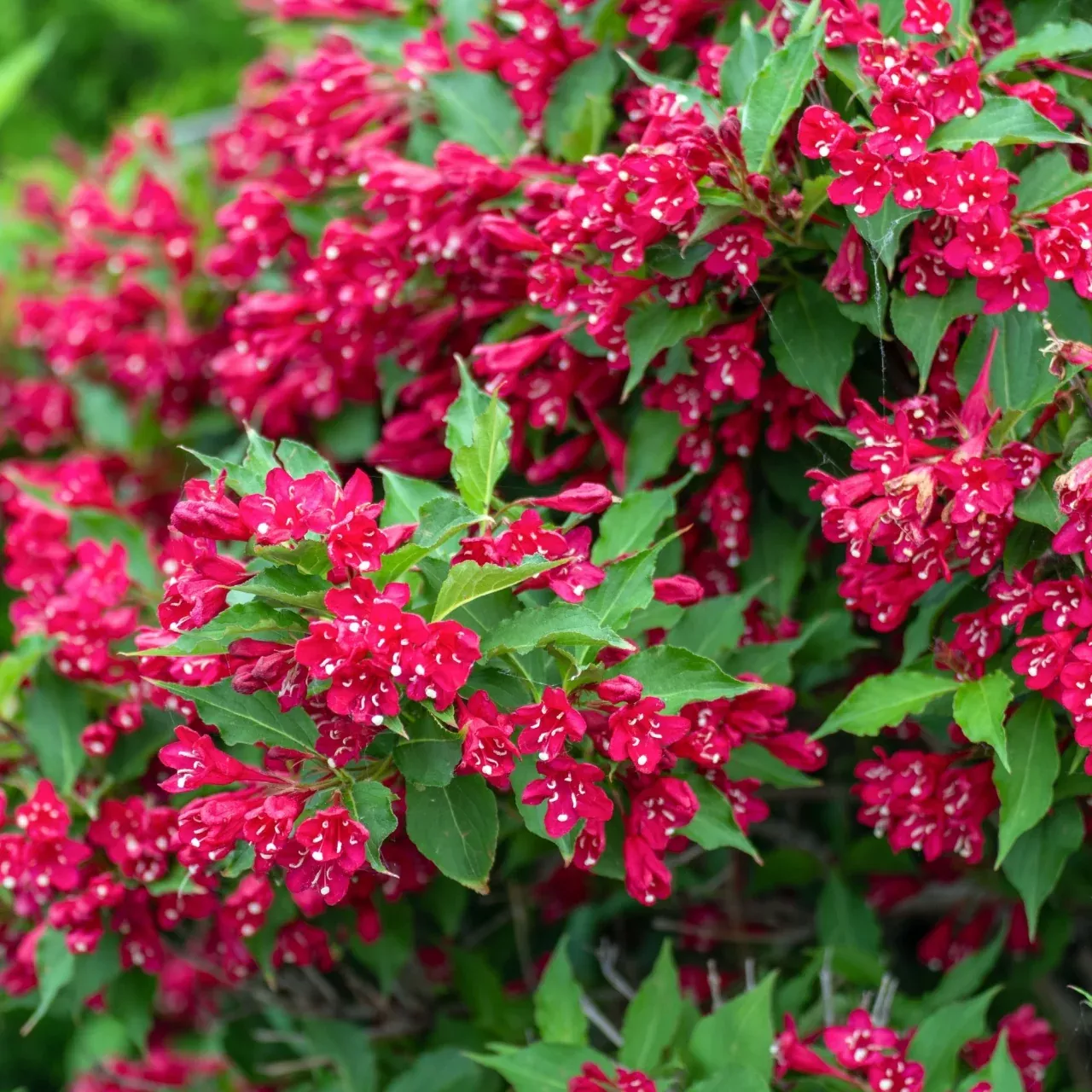 Red Weigela Shrub