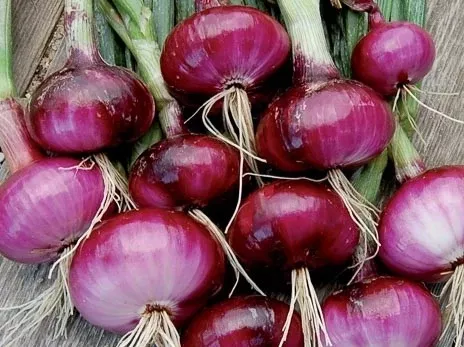 Red Wethersfield Onion (1834)