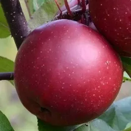 Red Wonder Apple Tree