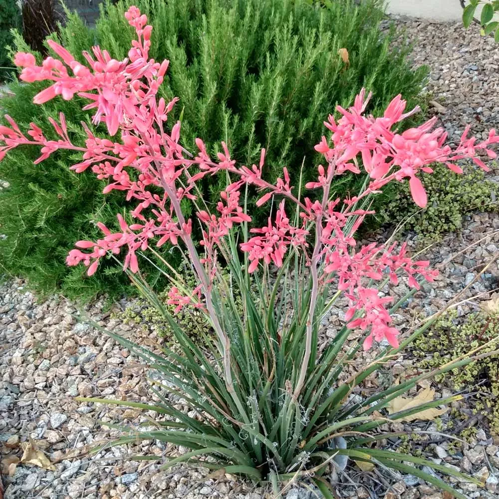 Red Yucca 'Little Giant'