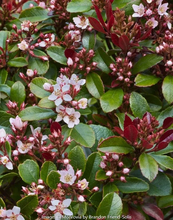 Redbird™ Indian Hawthorne