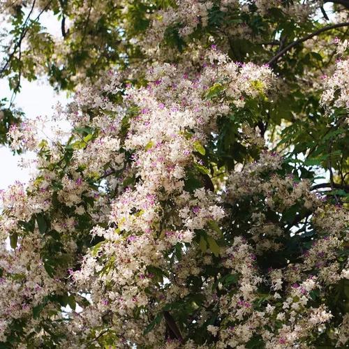 Redbracted Lysidice Seeds (Lysidice rhodostegia) Ornamental Flowering Tree