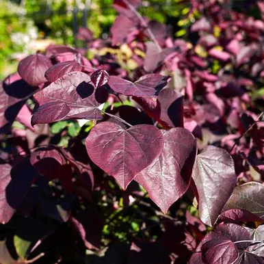 Redbud 'Forest Pansy' 5 Gallon
