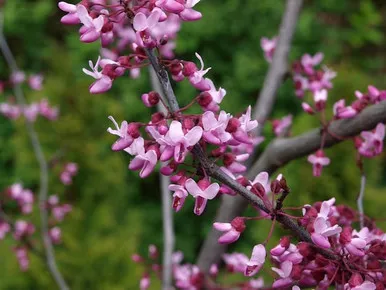Redbud 'Forest Pansy' 7 Gallon