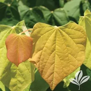 Redbud The Rising Sun™ 7 Gallon