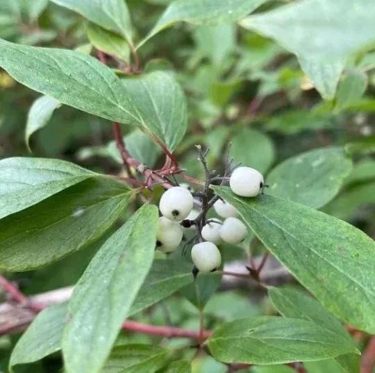 Redosier Dogwood Seeds