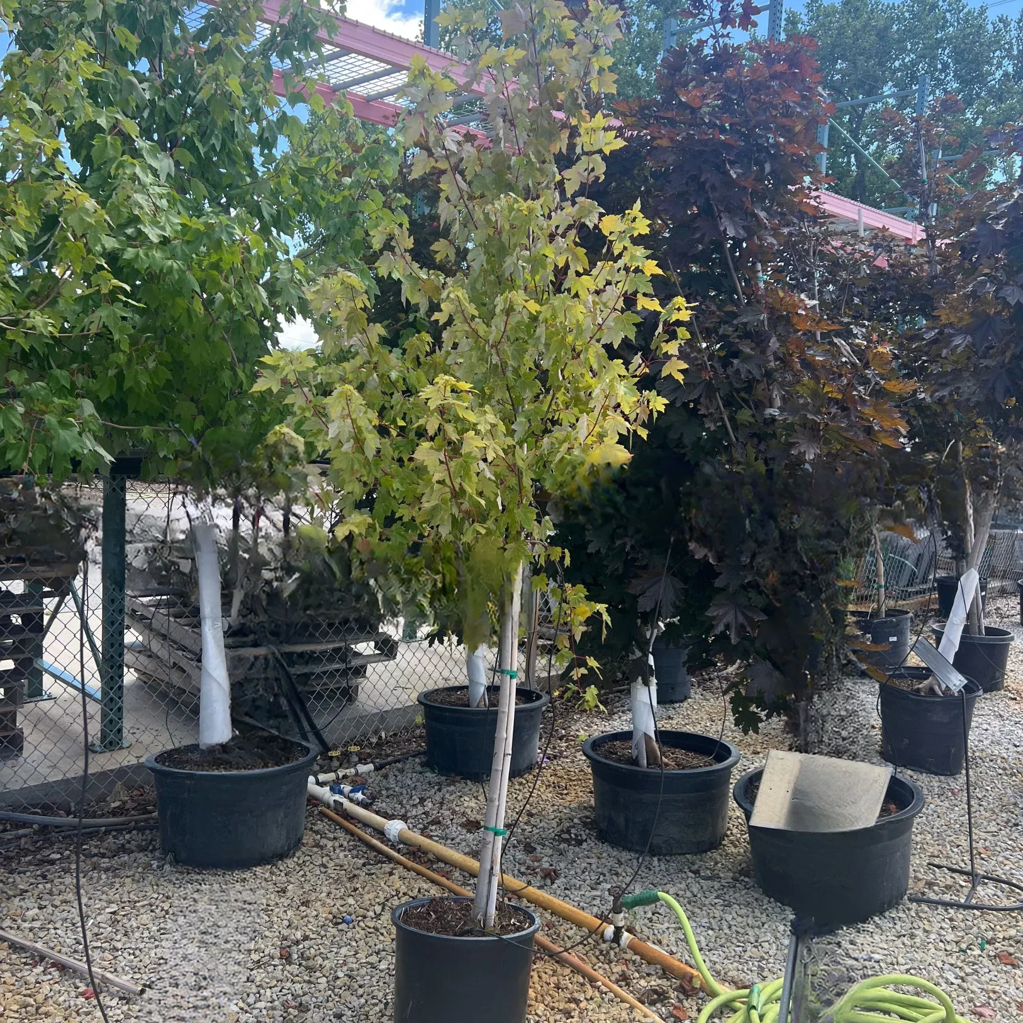 Redpointe Maple - Acer rubrum ‘Frank Jr.’ - Potted Tree (Multiple Sizes)
