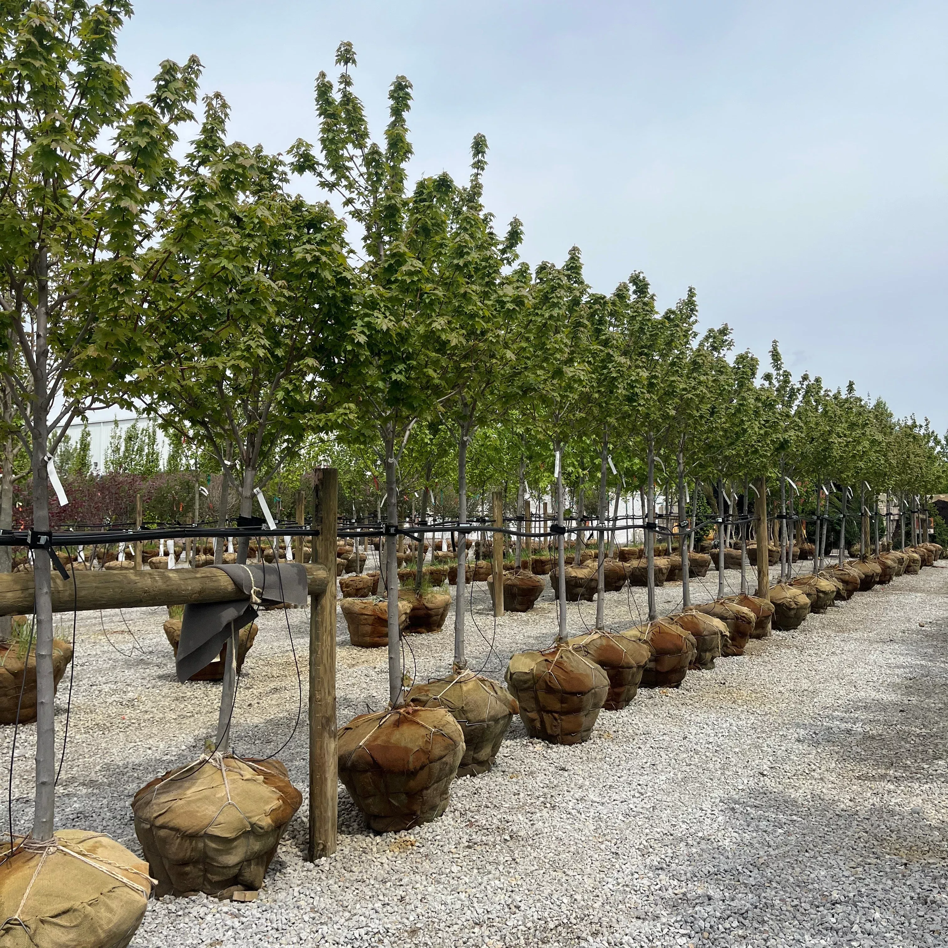 Redpointe Red Maple - Acer rubrum 'Frank Jr.' - Ball and Burlap Tree (Multiple Sizes)