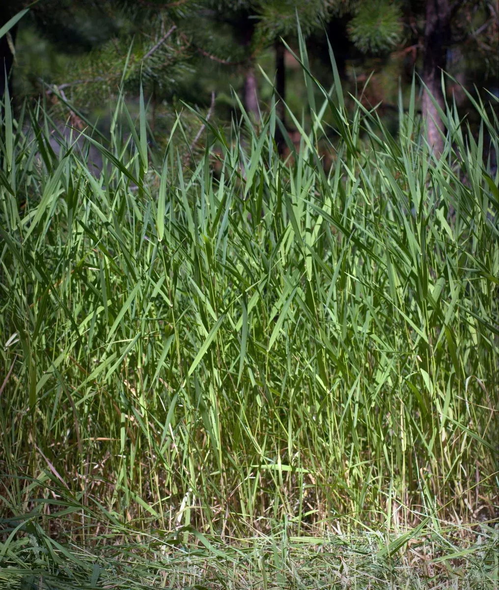 Reed Canarygrass 50 lb Special Order By Request