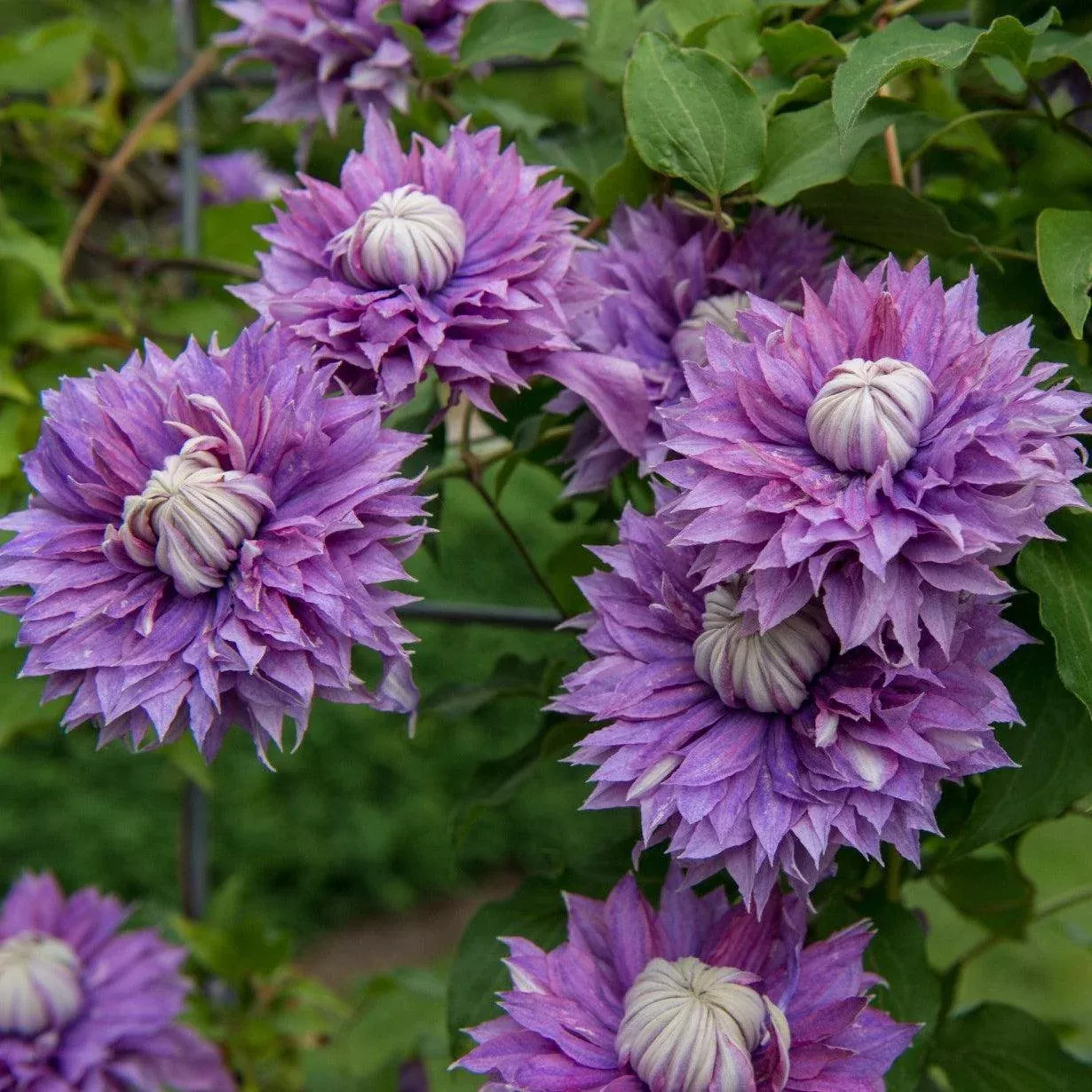 Regal Diamantina™ Clematis