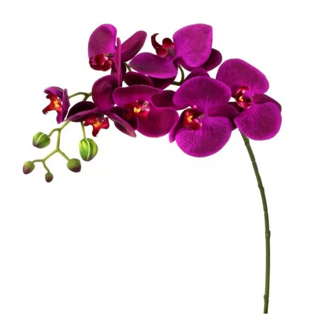 Regency, Phaleanopsis Violet, 27"