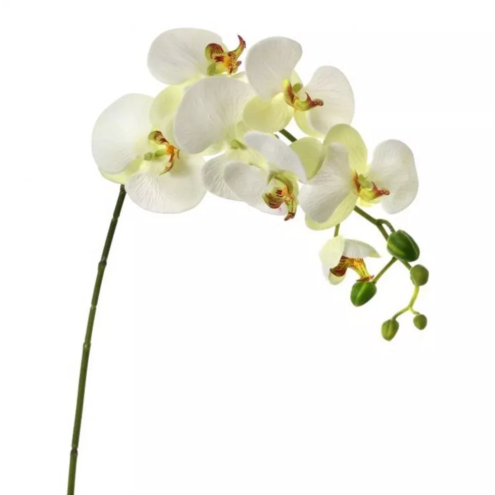 Regency, Phaleanopsis White/Green, 27"