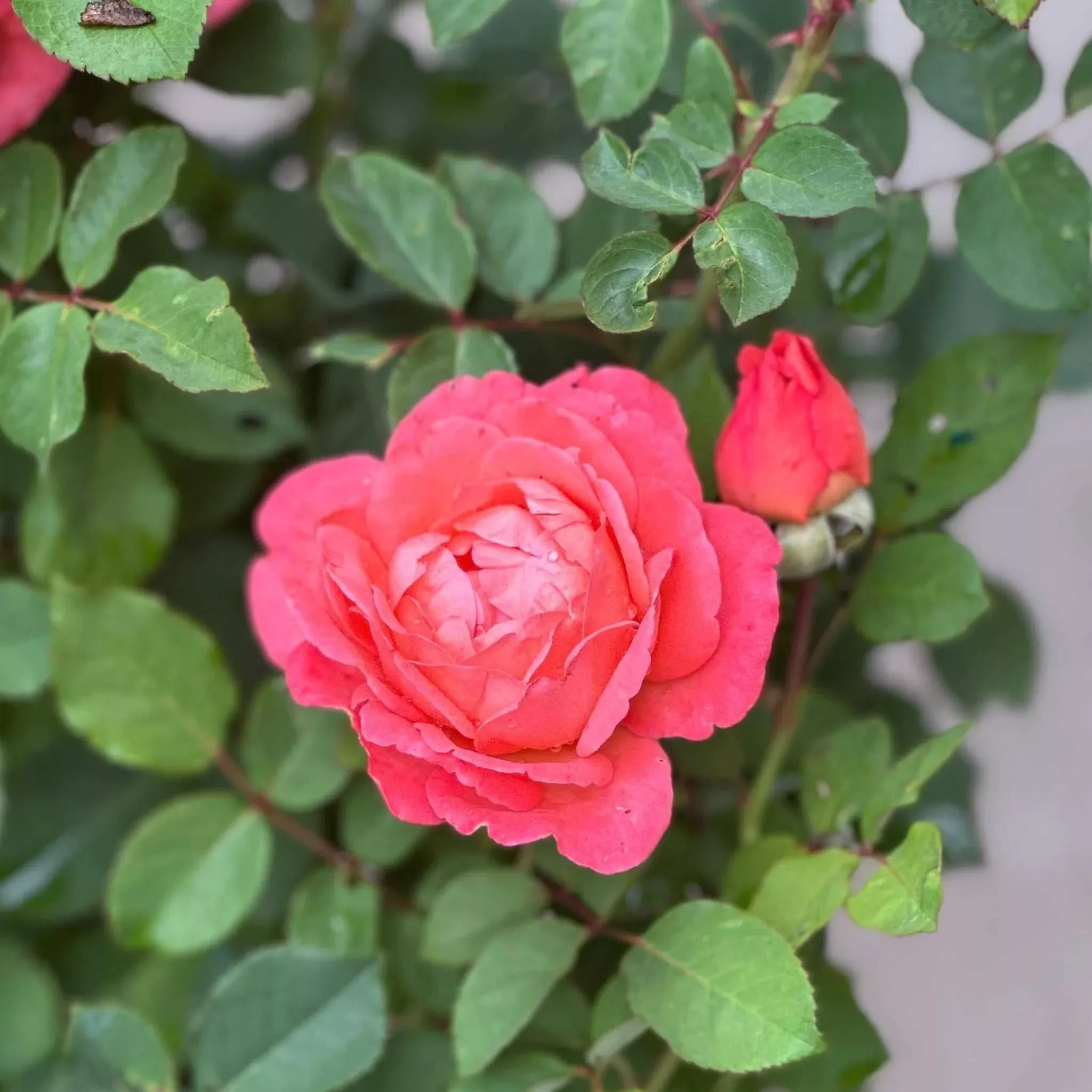 Reminiscent Coral Rose