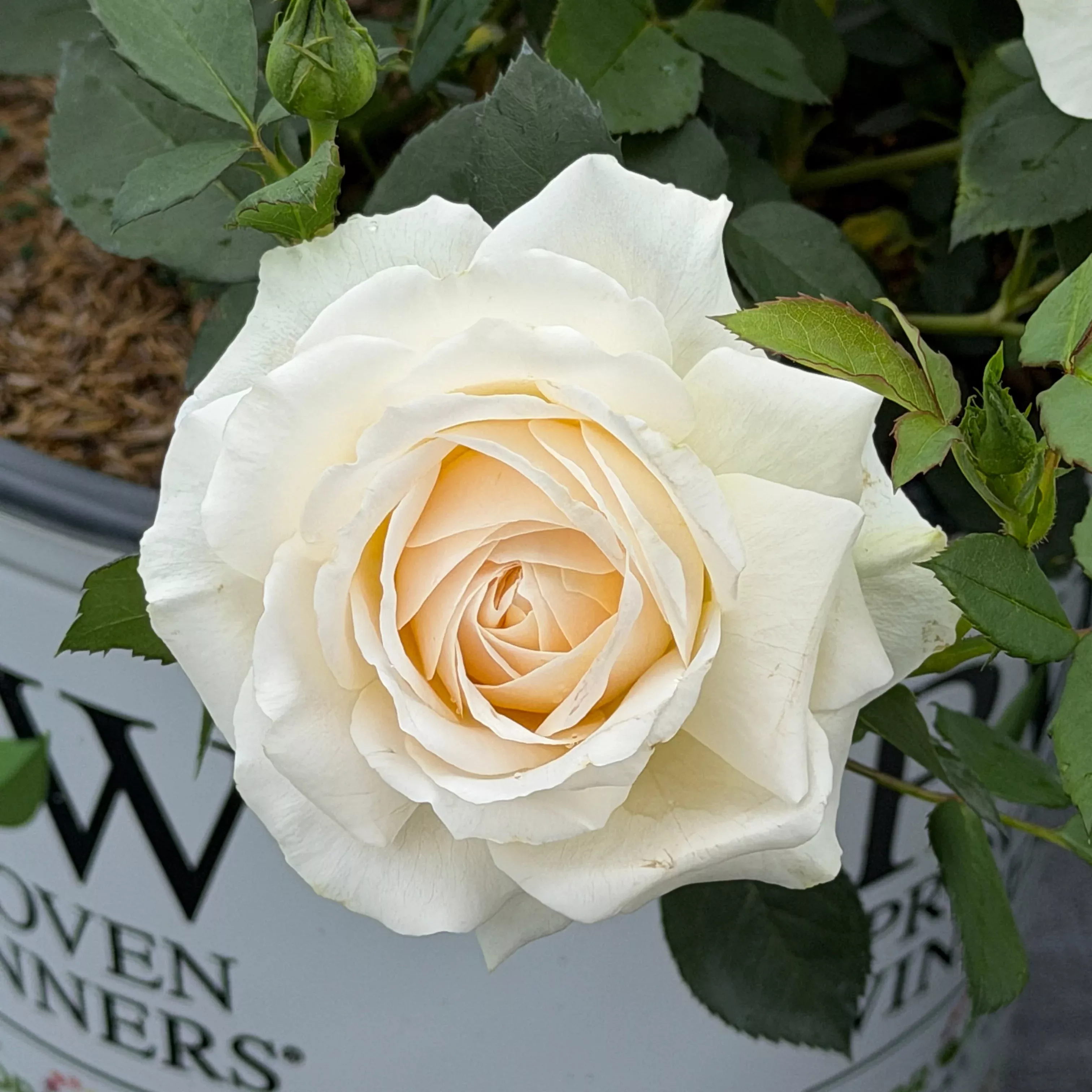 Reminiscent Crema Rose