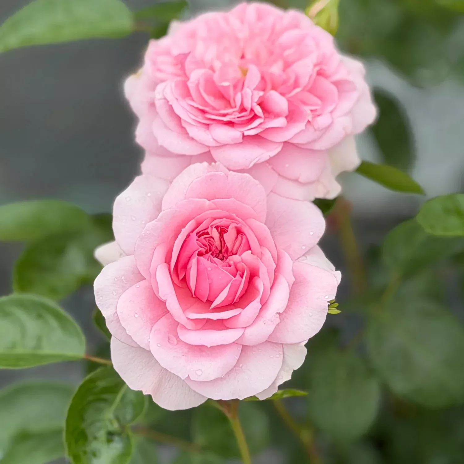 Reminiscent Pink Rose