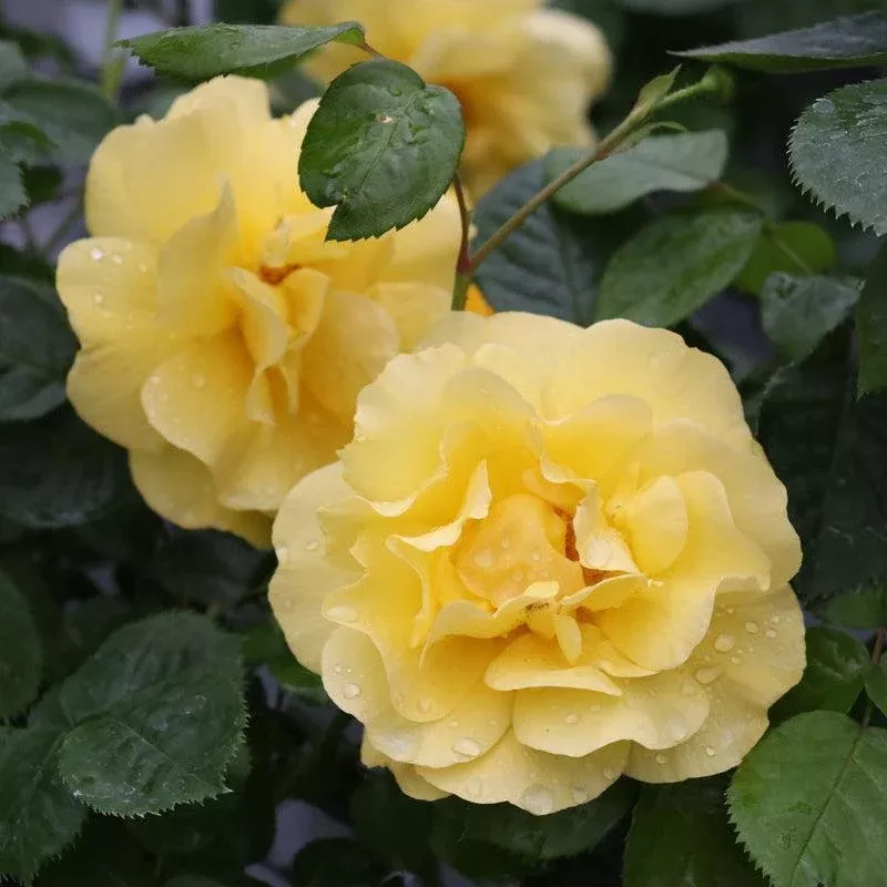 Reminiscent Yellow Rose