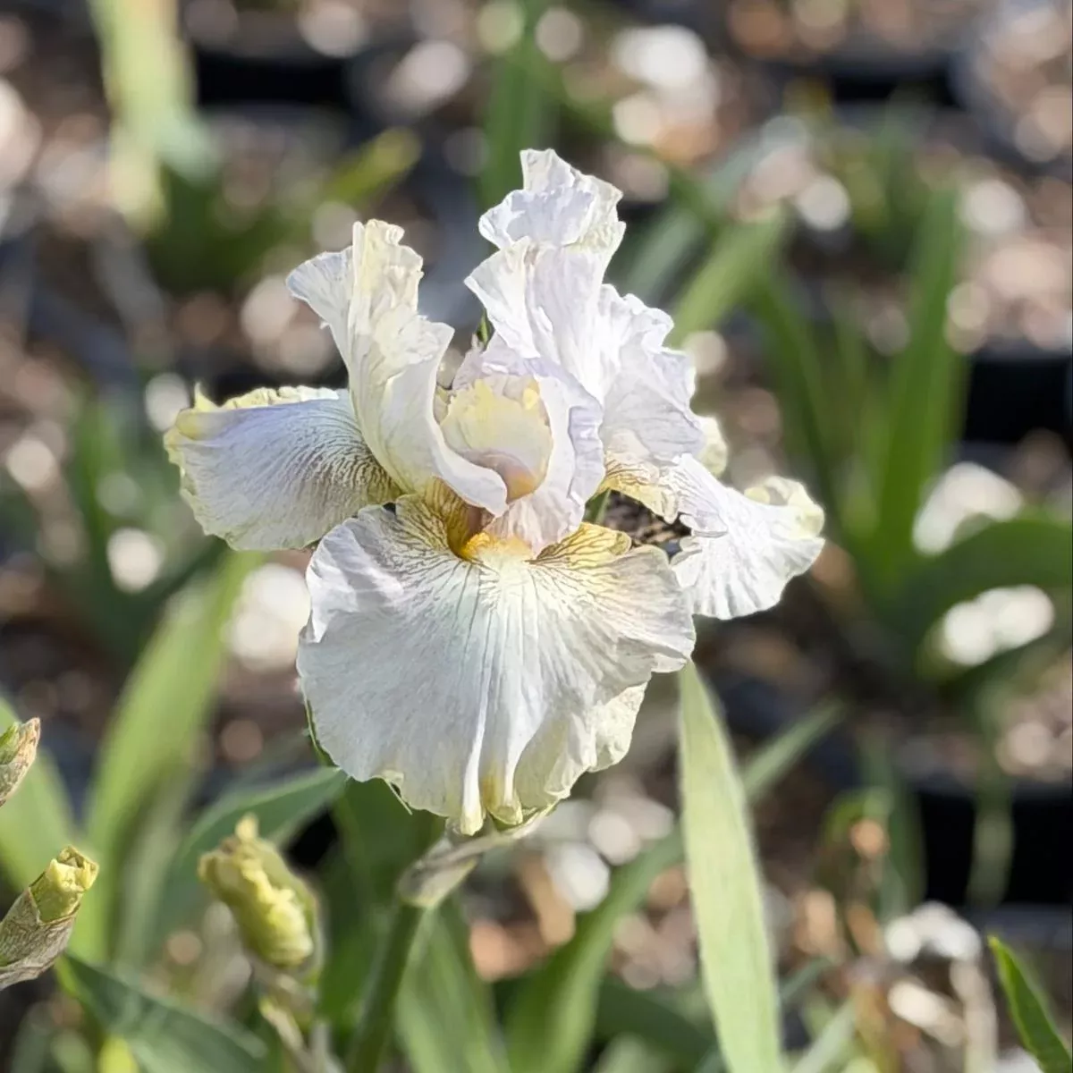 Renown German Bearded Iris
