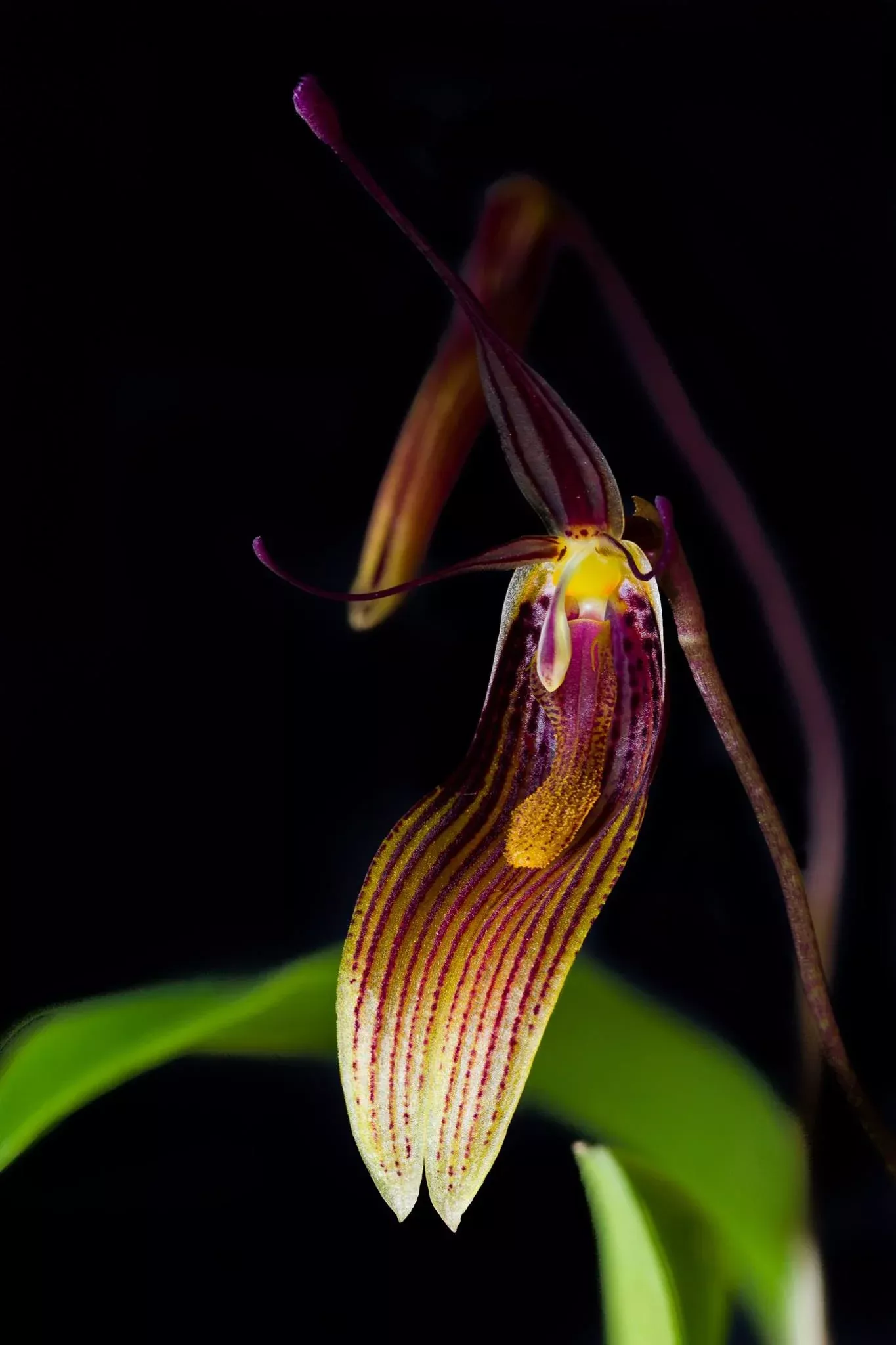 Restrepia brachypus