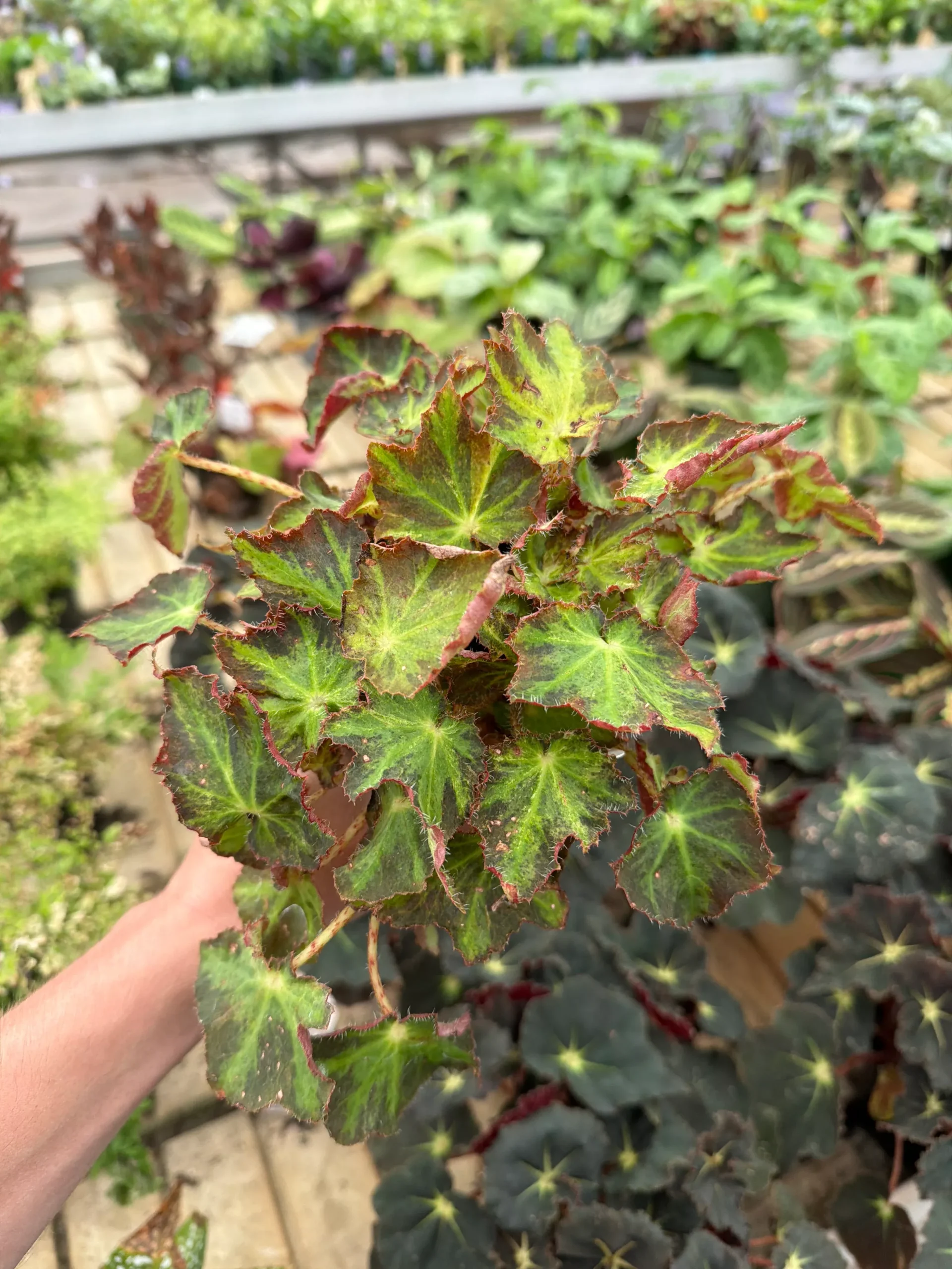 Rex Begonia (Assorted Varieties) - 4” Potted Houseplant